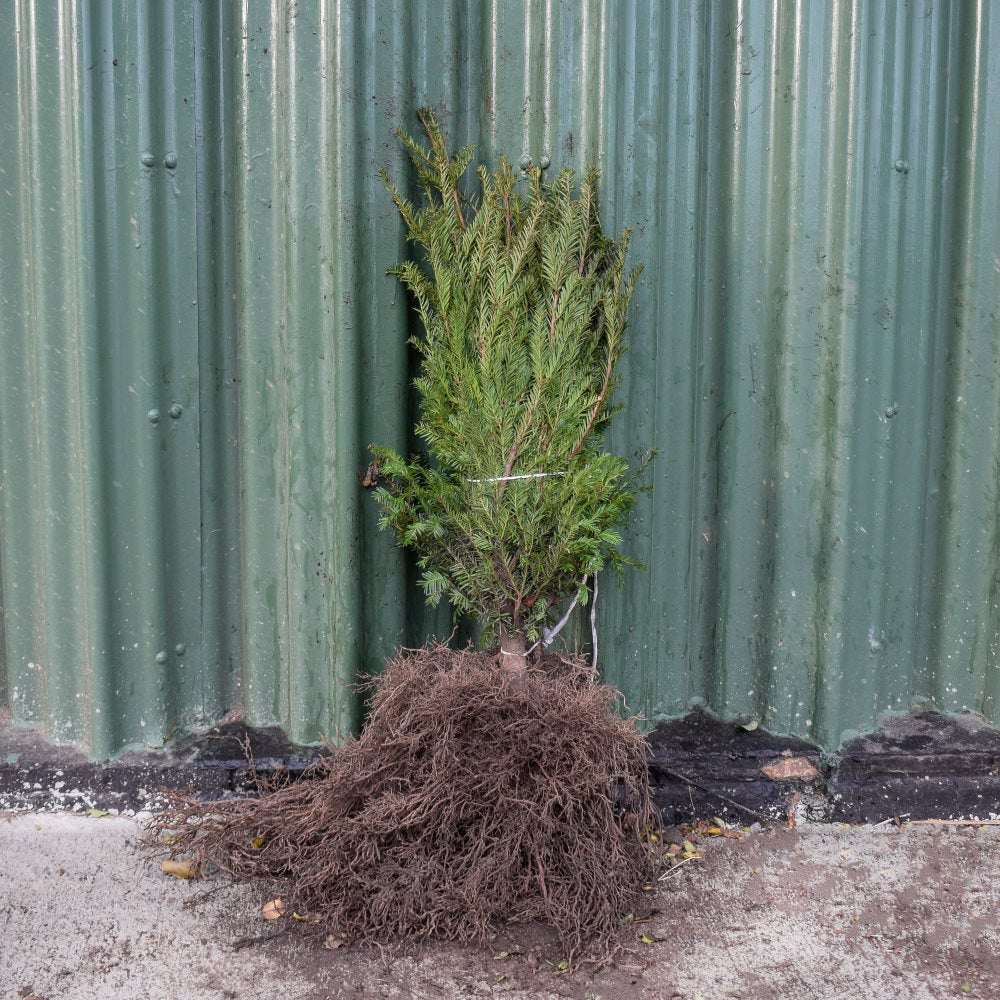 English Yew 40/60cm Bare Root (Taxus baccata)