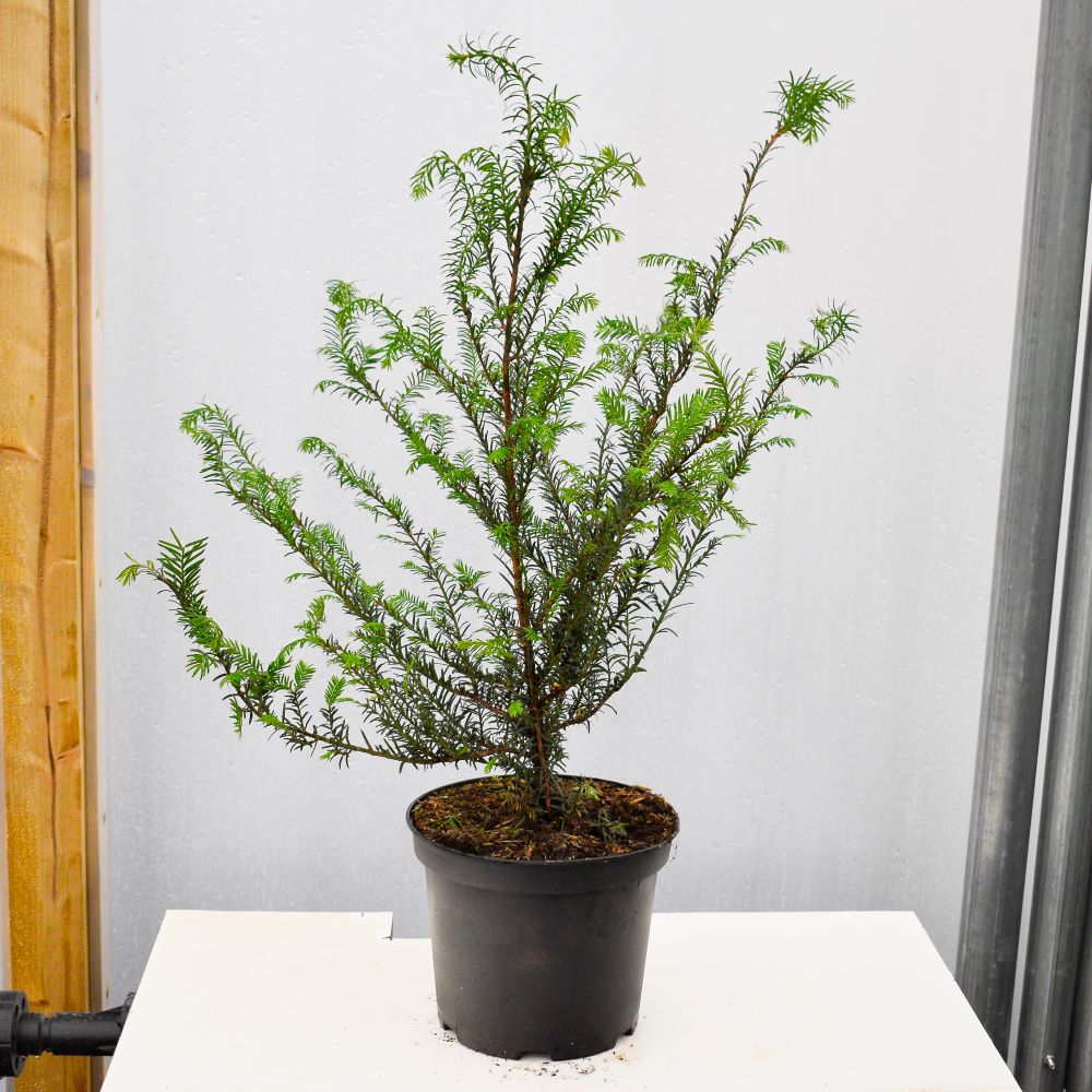 40-60cm Pot Grown Taxus Baccata English Native Yew Hedge