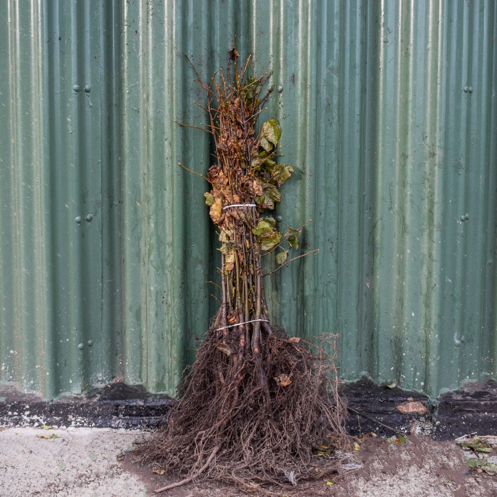Small-Leaved Lime 40/60cm Bare Root (Tilia cordata)