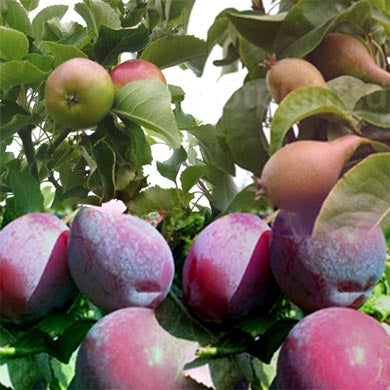 Three Bareroot Fruit Tree Mix