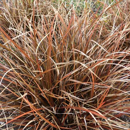 Ornamental Grass Uncinia rubra Red Hook Sedge