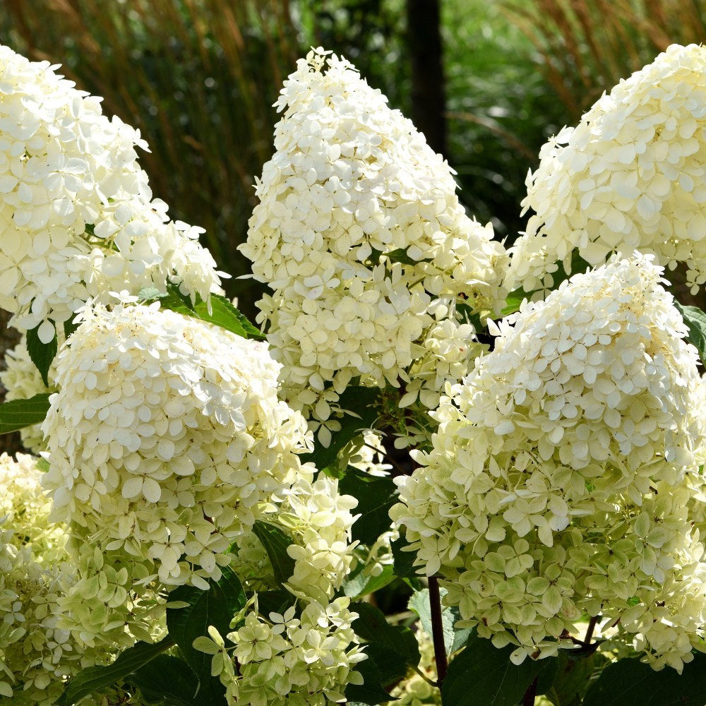 Hydrangea paniculata Phantom