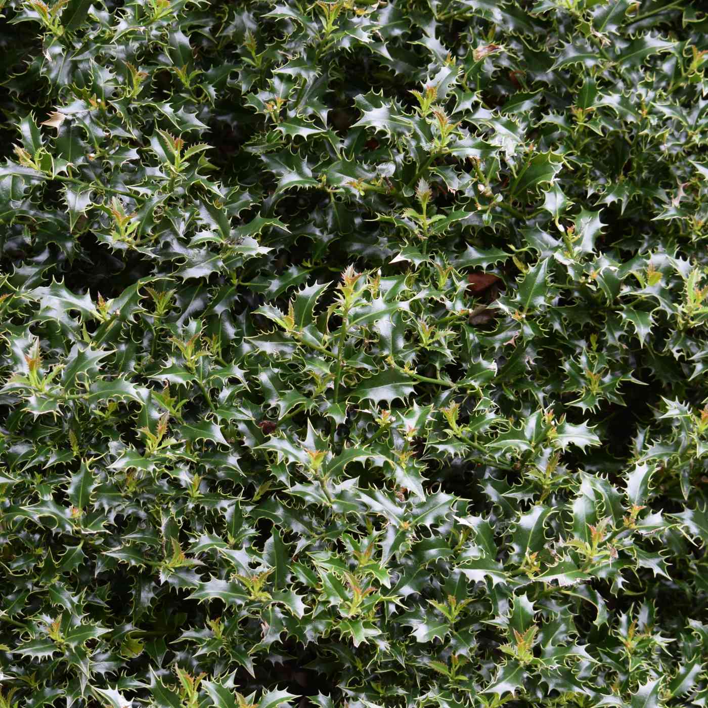 English Holly 20/40cm 2L Pot Grown (Ilex Aquifolium)