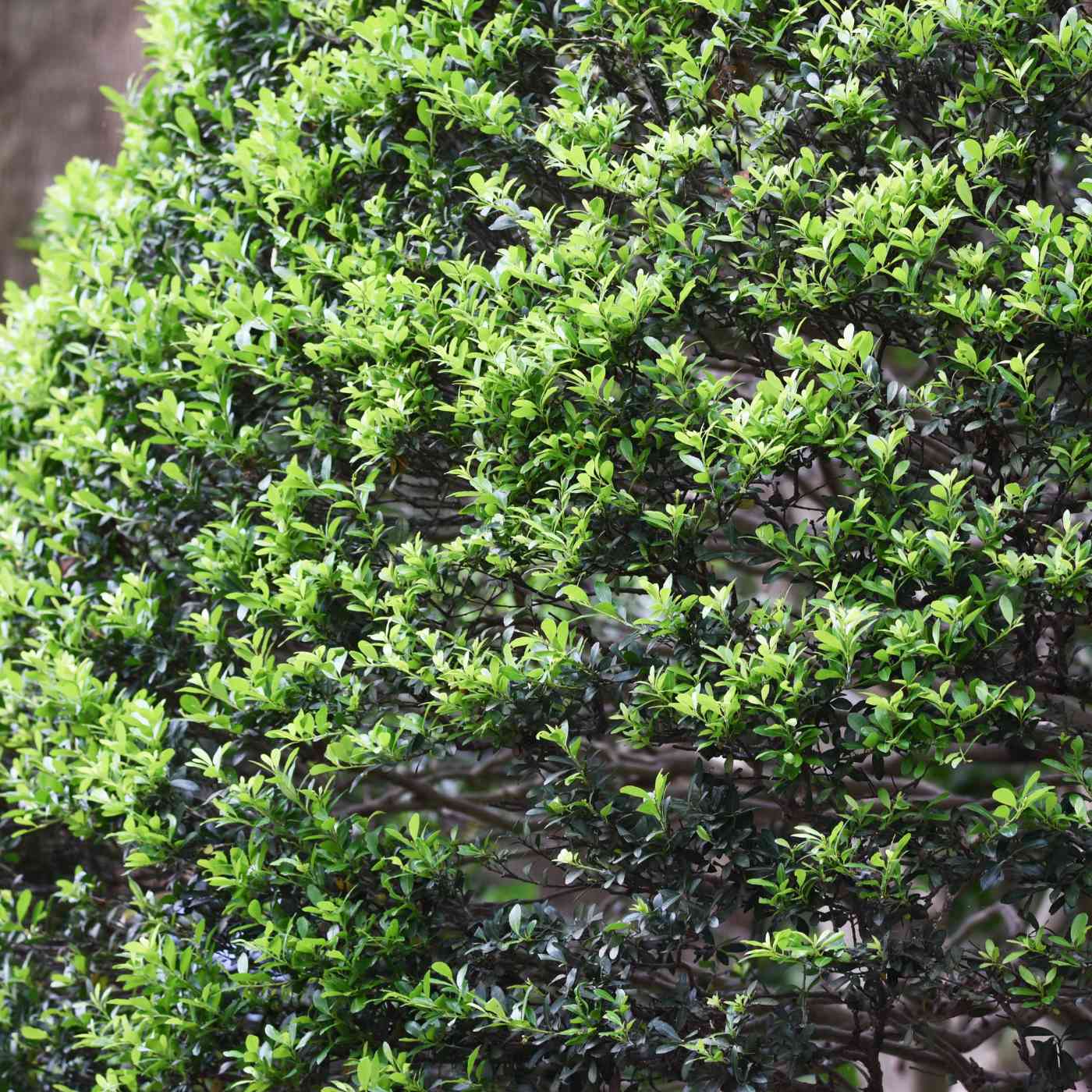 Japanese Holly 60/90cm 5L Pot Grown (Ilex Crenata)