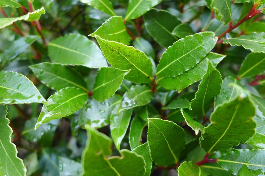 Common Laurel 100/125cmcm Root Ball (Prunus laurocerasus 'Herbegii')