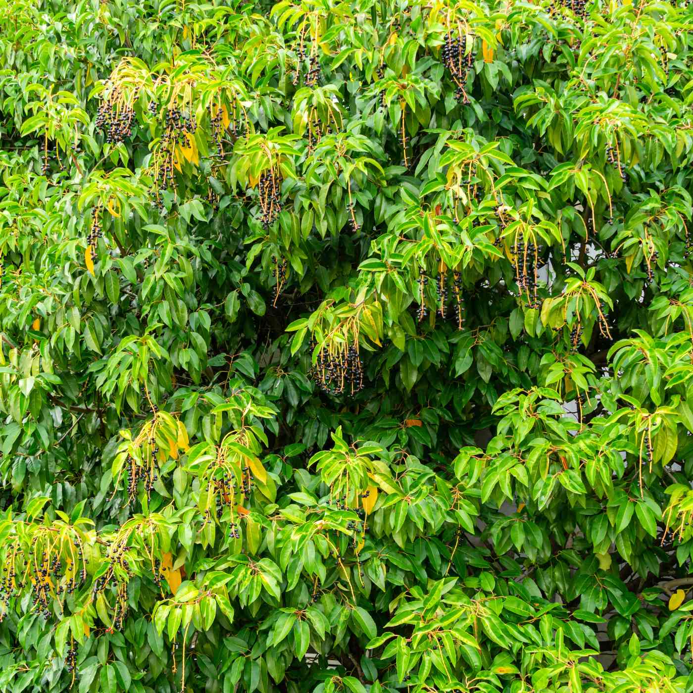 Portuguese Laurel 120/150cm Pot Grown (Prunus lusitanica)