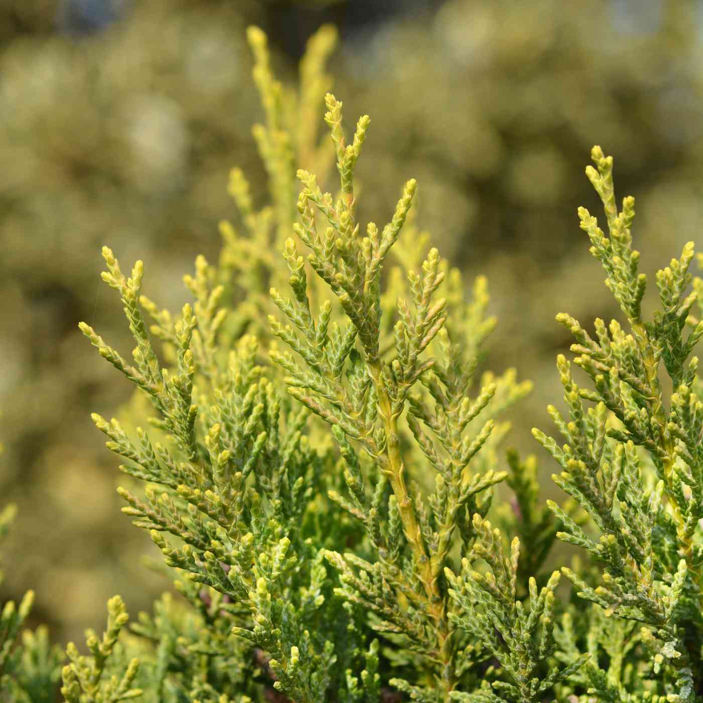 Golden Leylandii Hedge - Castlewellan Gold - 3-4ft