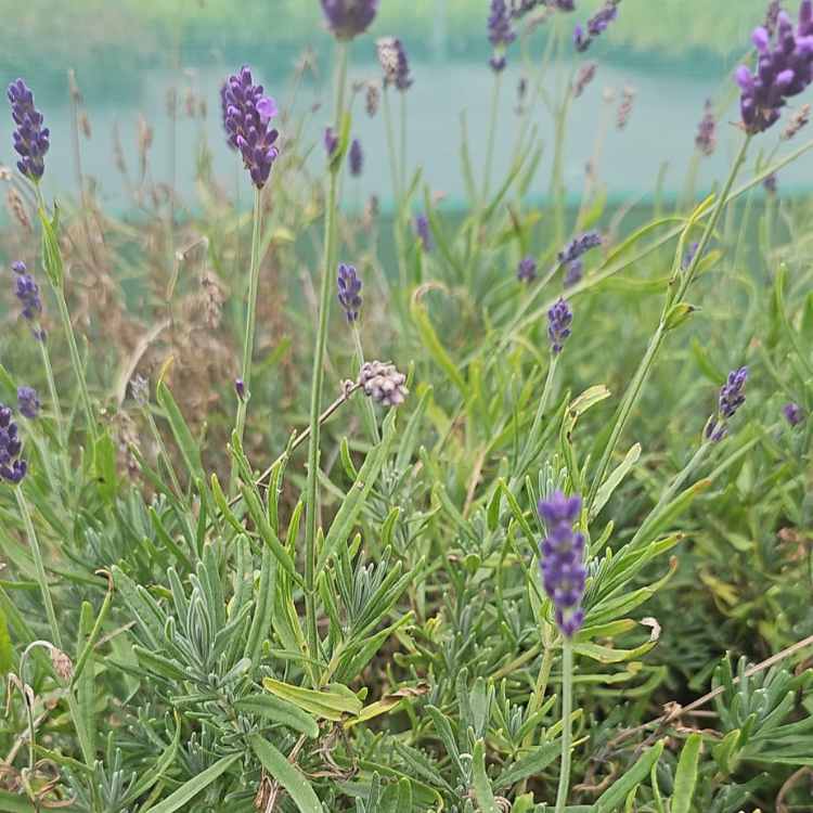 English Lavender 30/40cm 5L Pot Grown (Lavandula angustifolia 'Hidcote')