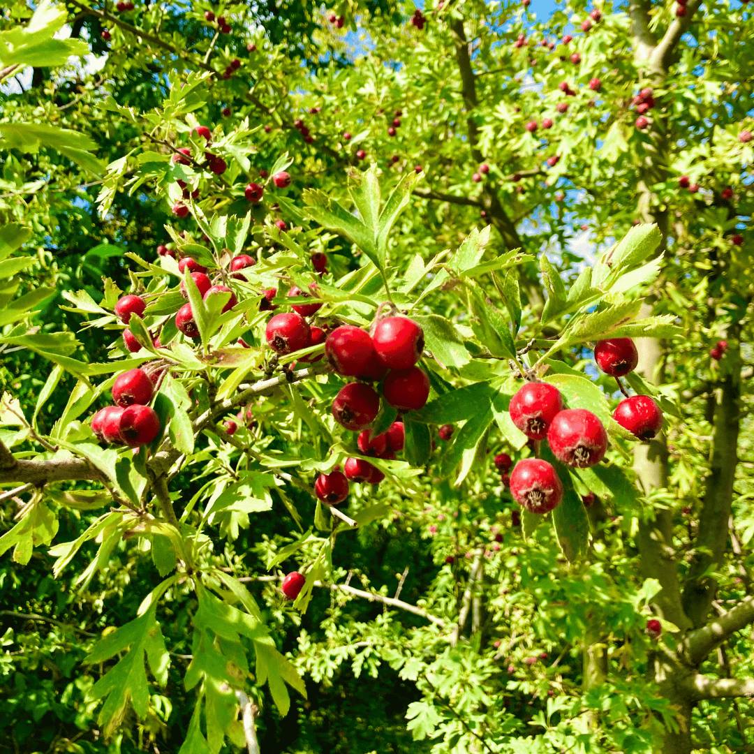 Hawthorn 40/60cm 2L Pot Grown (Crataegus monogyna)