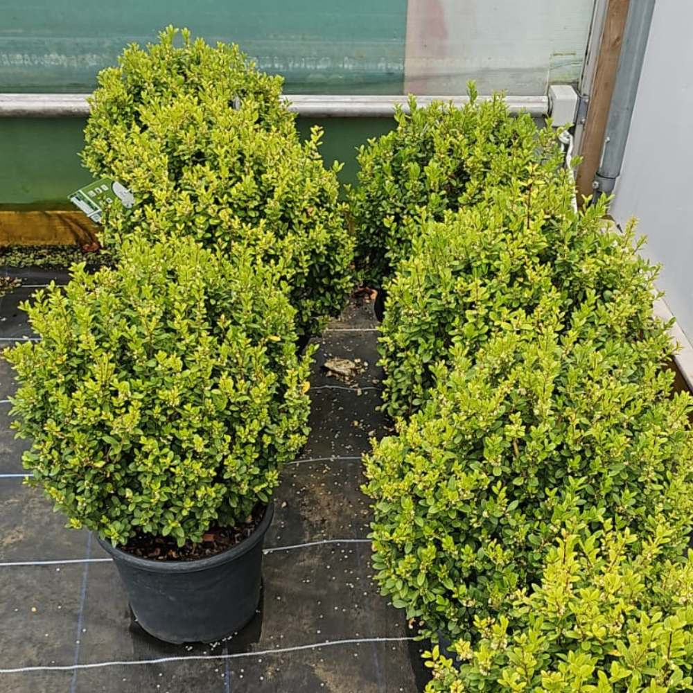 Ilex crenata Topiary Ball 40/45cm 12L (Japanese Holly)
