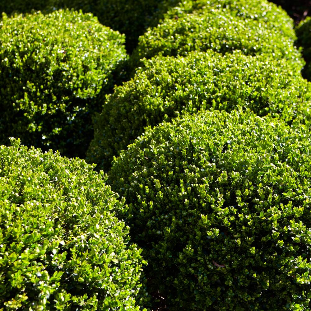Ilex crenata Topiary Ball 40/45cm 12L (Japanese Holly)
