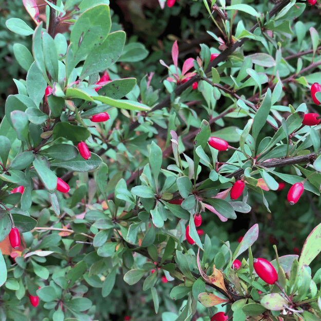 Green Berberis 60/90cm Pot Grown (Berberis thunbergii)