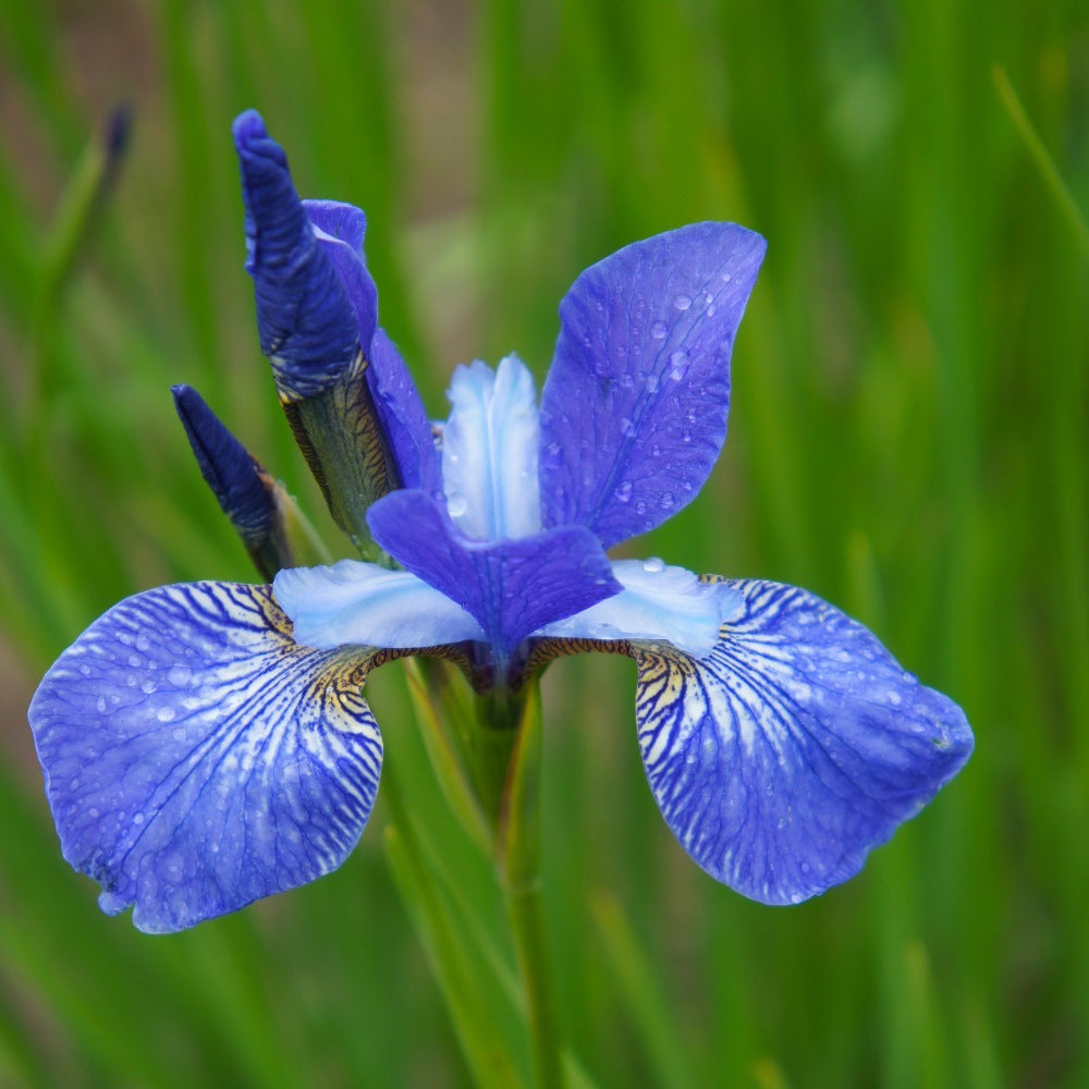 Iris 'Blue King' 20/30cm P9 Pot Grown (Iris sibirica 'Blue King')