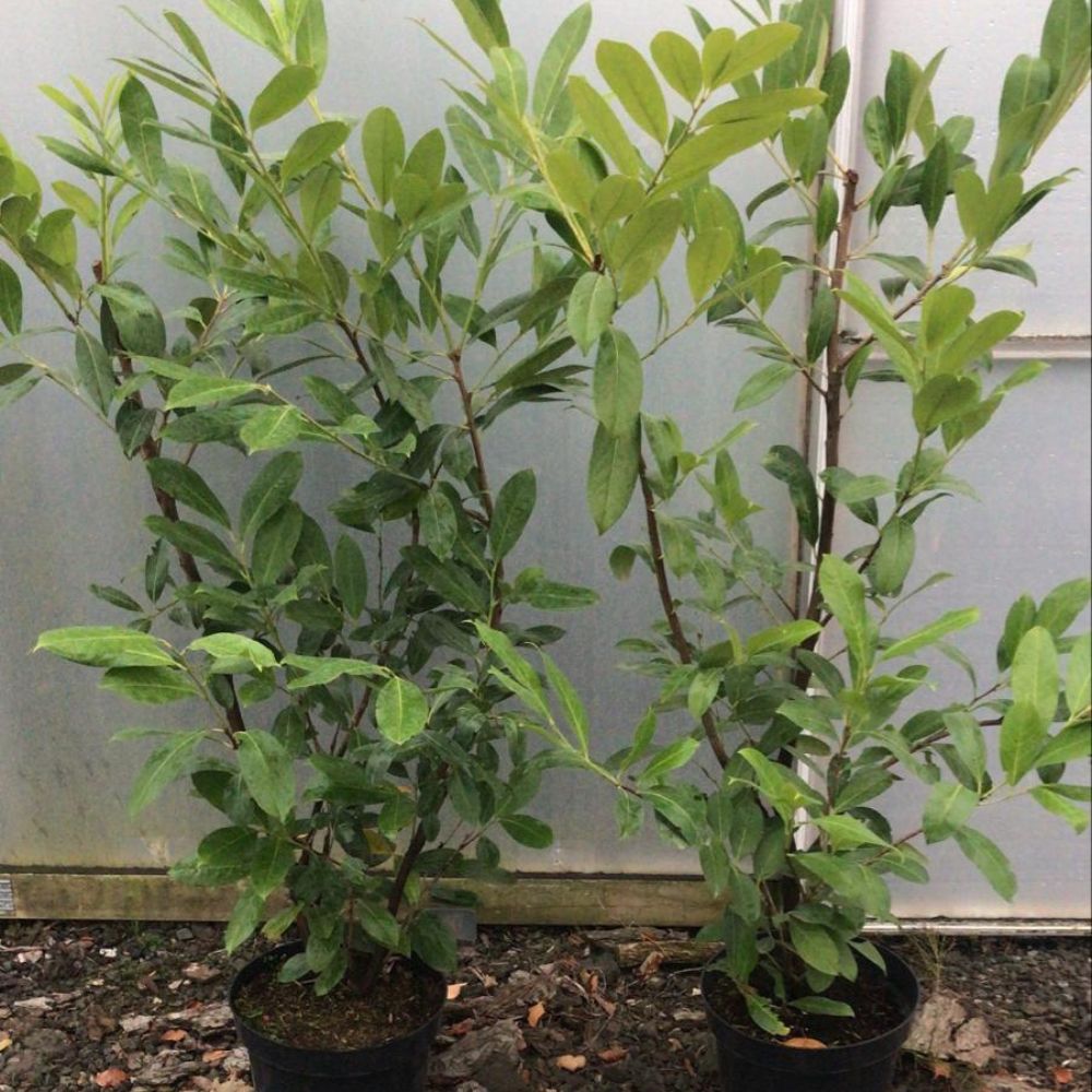 120-150cm Pot Grown Common Laurel Prunus Rotundifolia Hedge