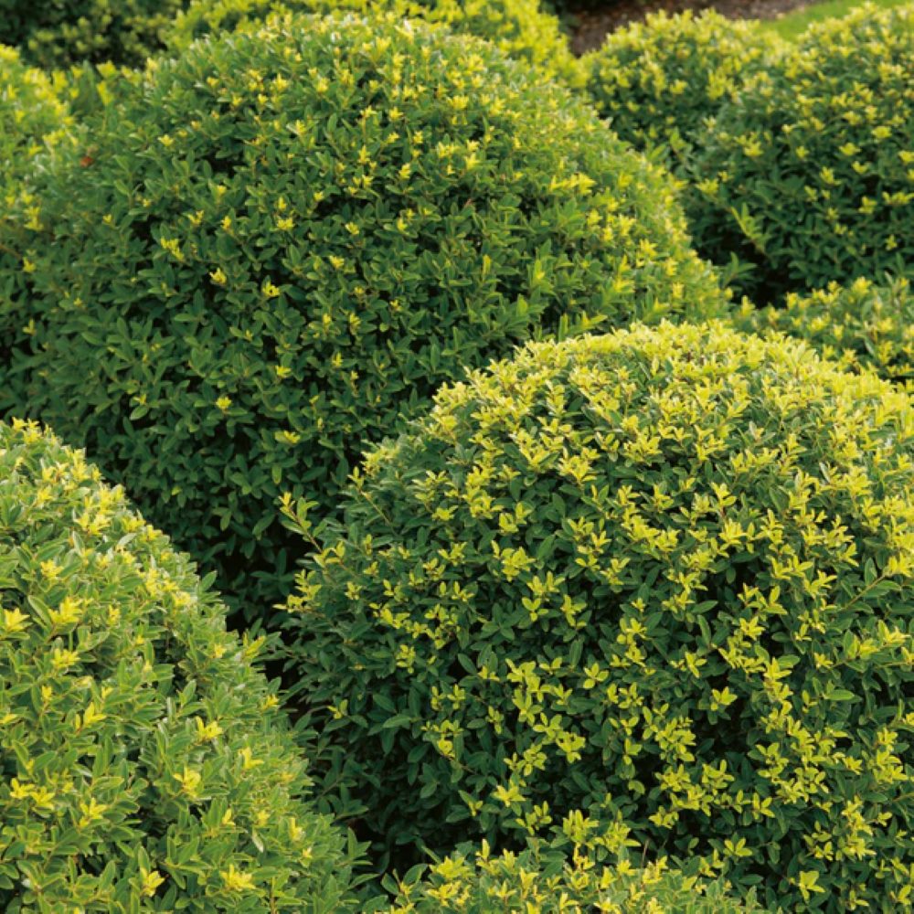 Ilex Crenata Balls Topiary 30cm