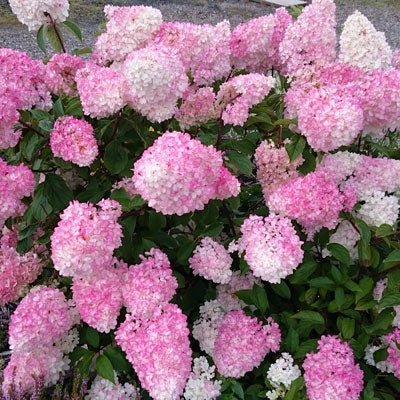 Hydrangea paniculata Vanille Fraise