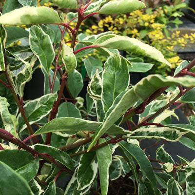 40cm Pot Grown Portuguese Laurel Prunus lusitanica Variegata Hedge