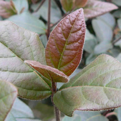 Viburnum tinus Purpureum Laurustinus Purpureum