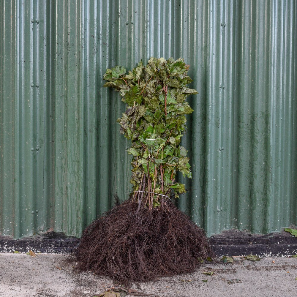 Guelder Rose 40/60cm Bare Root (Viburnum opulus)