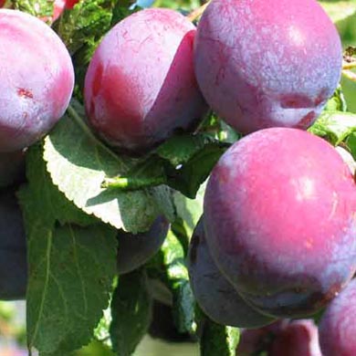 Plum Tree Victoria Plum Dessert Cooking - Potted