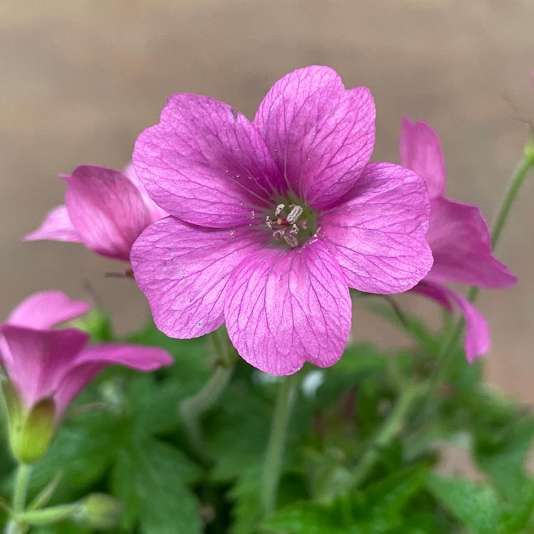 Geranium x oxonianum Wargrave Pink