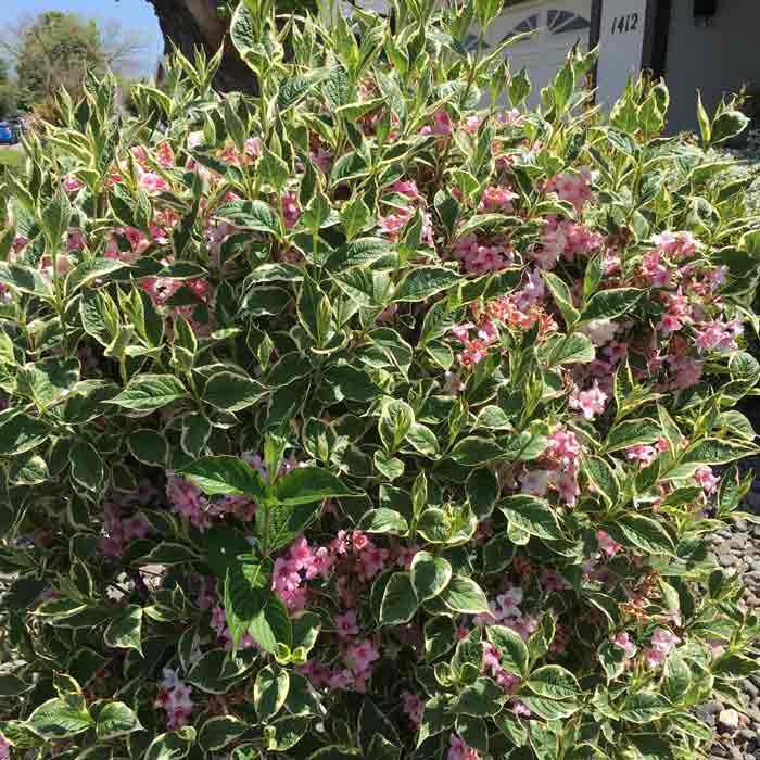 Weigela florida Variegata