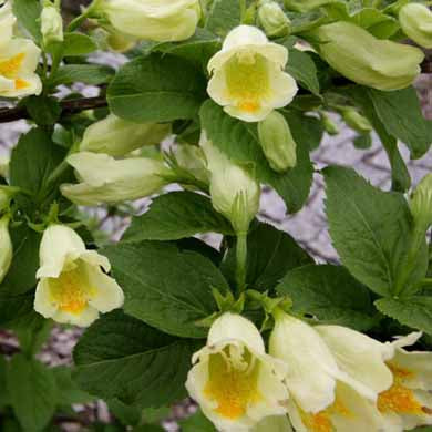 Weigela middendorffiana