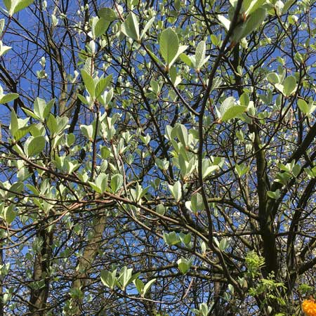 Sorbus Aria Whitebeam Bareroot Tree 5-6ft