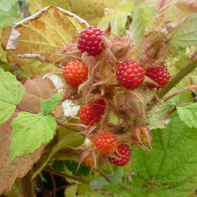 Pot Grown Japanese Wineberry Self Fertile Sweet