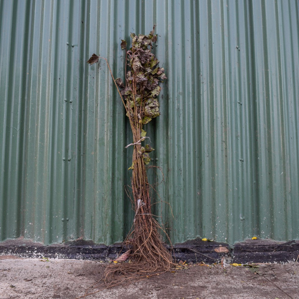 White Poplar 40/60cm Bare Root (Populus alba)