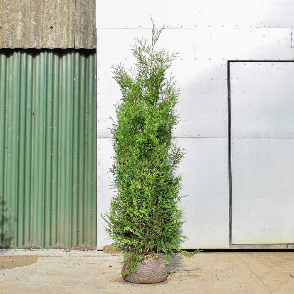 Western Red Cedar 150/175cm Root Ball (Thuja plicata)