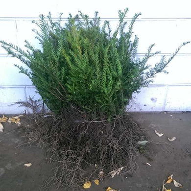 English Yew 40/60cm Bare Root (Taxus baccata)