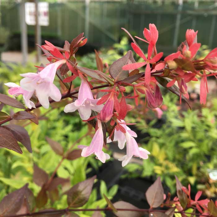 Abelia X Grandiflora