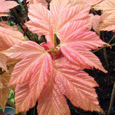 Pot Grown Acer pseudoplatanus Brilliantissimum Tree