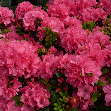 Azalea Anne Frank Dwarf Japanese