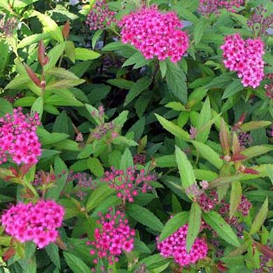 Spiraea Anthony Waterer