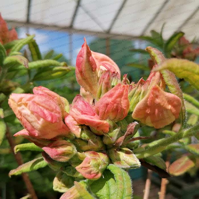 Azalea Berryrose Rhododendron Exbury Azalea