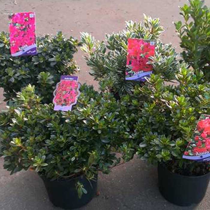 Azalea Rhododendron Japanese Evergreen Arabesk