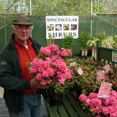 Azalea Anne Frank Dwarf Japanese