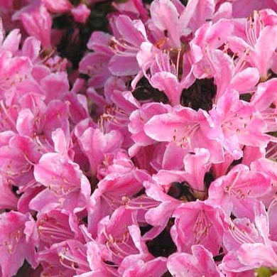 Azalea Kermesina Rose Evergreen