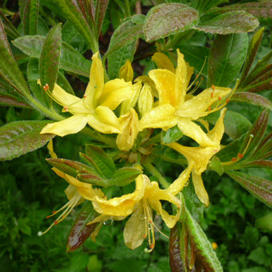 Azalea Luteum Azaleas Sweet Pontica