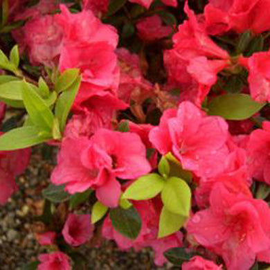 Rhododendron Racoon 20/30cm 2L (Evergreen Azalea)