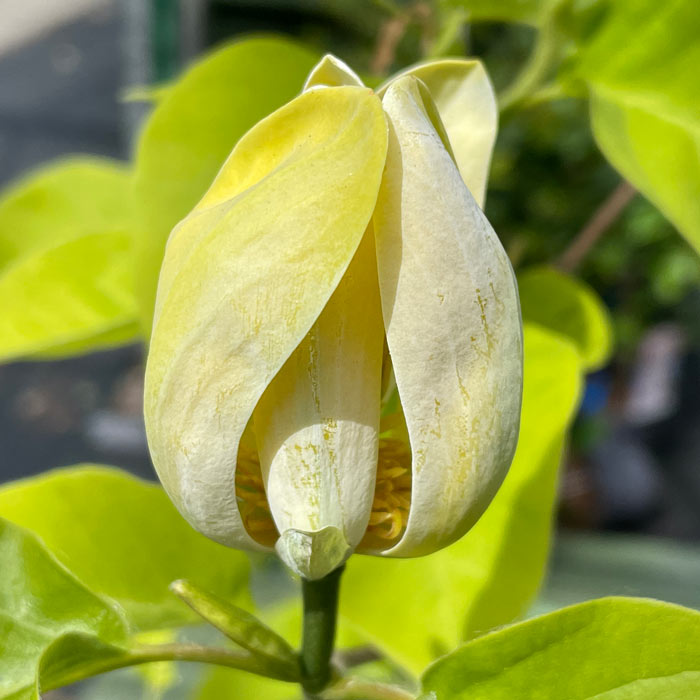 Magnolia acuminata Blue Baby