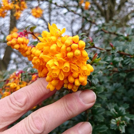 Pot Grown Berberis Darwinii Barberry