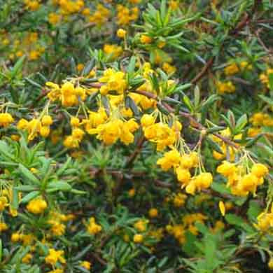 25-35cm Pot Grown Berberis Stenophylla Barberry