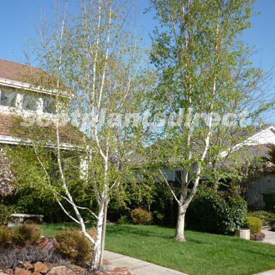 Betula utilis Jacquemonti Himalayan Birch Tree