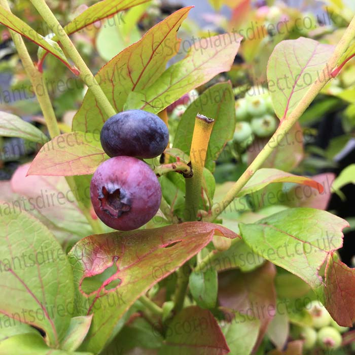 Blueberry Nui 20/40cm Pot Grown (Vaccinium corymbosum 'Nui')