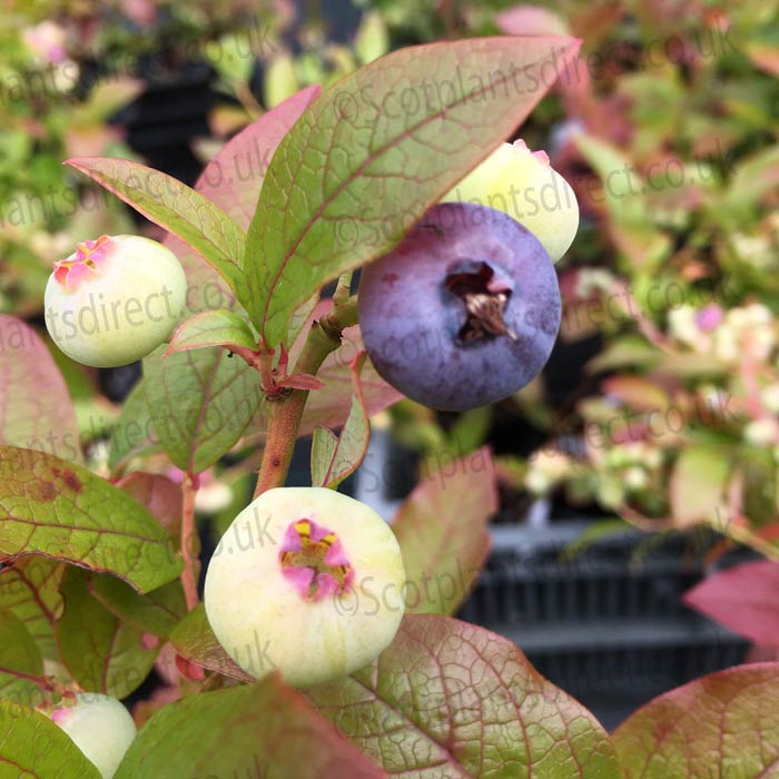 Blueberry Sierra 20/40cm Pot Grown (Vaccinium corymbosum 'Sierra')