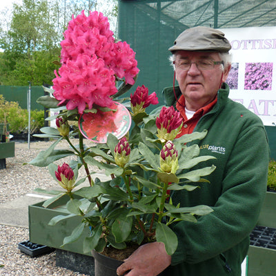 Rhododendron Nova Zembla Hardy Hybrid