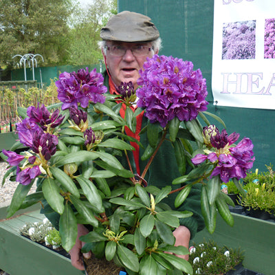 Rhododendron Marcel Menard - Hardy Hybrid